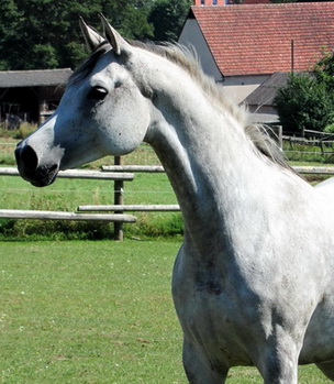 aka Farishuu ( Bankurai Ibn Wahdani x Fadira by Nadir I)