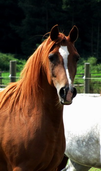 Victorias Angel ( TR Victor x Asya MG by Princip)